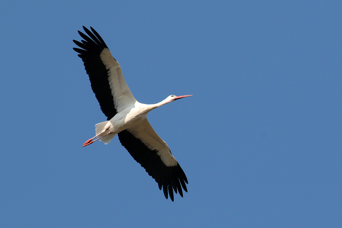 Ooievaar boven de Crezéepolder in Ridderkerk